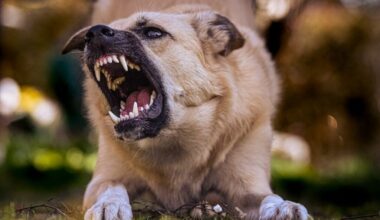 Femeie moartă, sfâșiată de câini, pe ulița unui sat din Vaslui