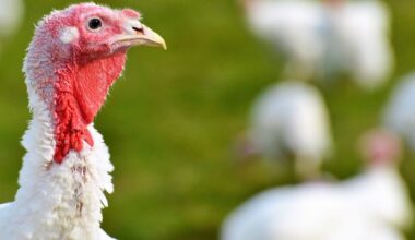 Trump a transformat grațierea curcanilor într-o tiradă politică