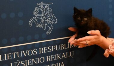 ''Pisica Oficială a Ministerului Afacerilor Externe''. Ce atribuții a primit motanul Rango, angajat la Departamentul de Comunicare Strategică