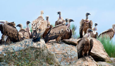 O specie dispărută revine după 70 de ani în România. Mai multe exemplare vor fi aduse din Spania și vor fi aclimatizate la noi în țară