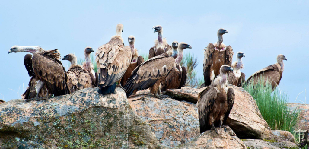 O specie dispărută revine după 70 de ani în România. Mai multe exemplare vor fi aduse din Spania și vor fi aclimatizate la noi în țară