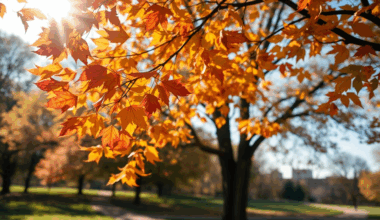 Cum va fi vremea până pe 1 Decembrie. Prognoza pentru următoarele 4 săptămâni