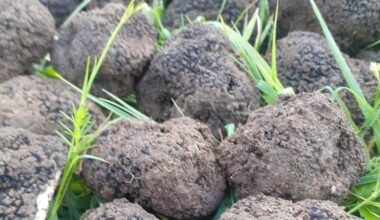 Trei administratori de firme, acuzaţi de evaziune fiscală şi delapidare