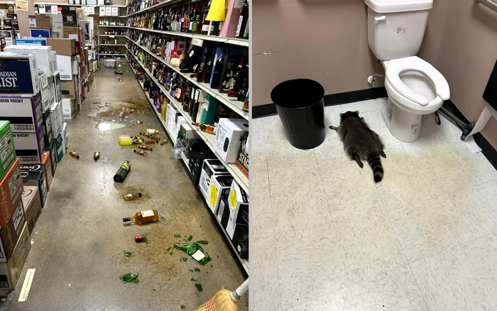 Ratonul leșinat după ce a produs pagube. Sursa: Hanover County Animal Protection and Shelter FB