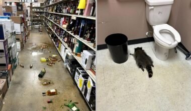 Raton beat găsit leșinat în toaleta unui magazin, după ce a devastat rafturile cu băutură. Imagini virale cu „spărgătorul”