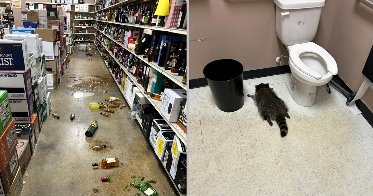 Raton beat găsit leșinat în toaleta unui magazin, după ce a devastat rafturile cu băutură. Imagini virale cu „spărgătorul”