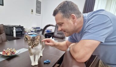 Ciprian Ciucu anunță ce se va întâmpla cu Jessy, pisica-mascotă a Primăriei Sectorului 6, după mutarea lui la PMB