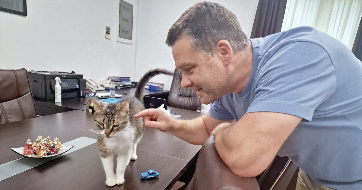 Ciprian Ciucu anunță ce se va întâmpla cu Jessy, pisica-mascotă a Primăriei Sectorului 6, după mutarea lui la PMB