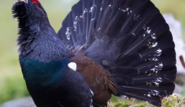 Mulți bani pentru nimic: ultimul cocoș de munte reintrodus în Europa de Vest a murit. Situația exemplarelor din România