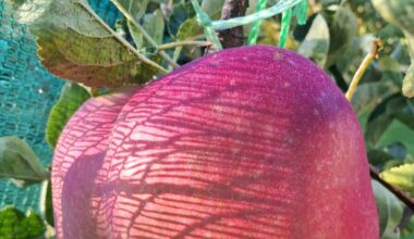 Măr gigant de aproape 1,3 kg, obținut de un veterinar pasionat de pomicultură