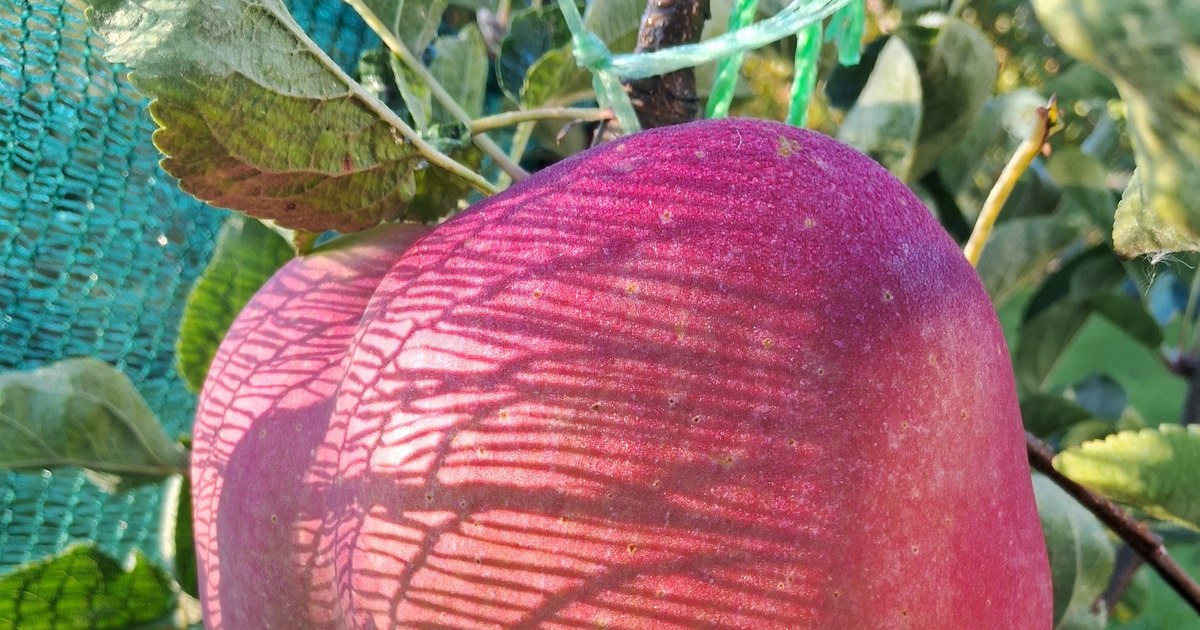 Măr gigant de aproape 1,3 kg, obținut de un veterinar pasionat de pomicultură