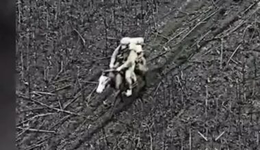 De ce revin caii pe câmpul de luptă. Forbes explică noua tactică a armatei ruse