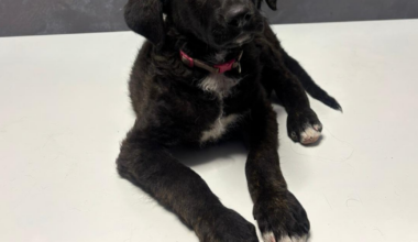 Bărbat condamnat la închisoare cu executare după ce a maltratat un cățeluș în Sectorul 5 al Capitalei