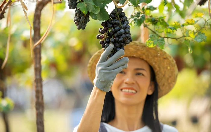 Strugurii din Italia ar fi cei mai gustoși. FOTO: Freepik