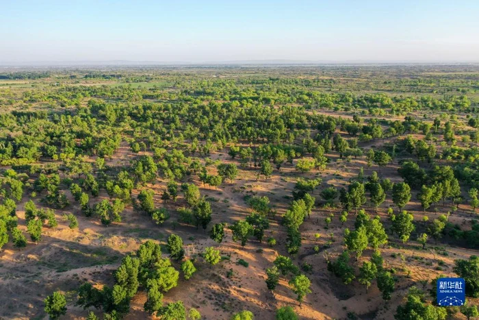 Între 1982 și 2021, cetățenii chinezi au plantat aproximativ 78 de miliarde de arbori/FOTO:X