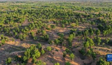 Cum a reușit China să înverzească deșertul