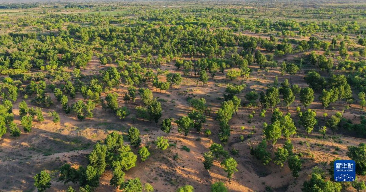 Cum a reușit China să înverzească deșertul