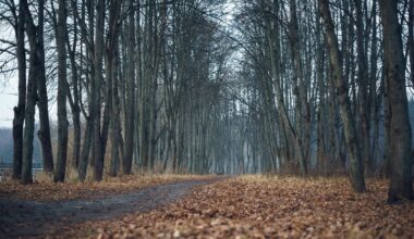 Comoara istorică de sub copac. Ce s-a descoperit după ce un câine a săpat o groapă în pământ, în Franța