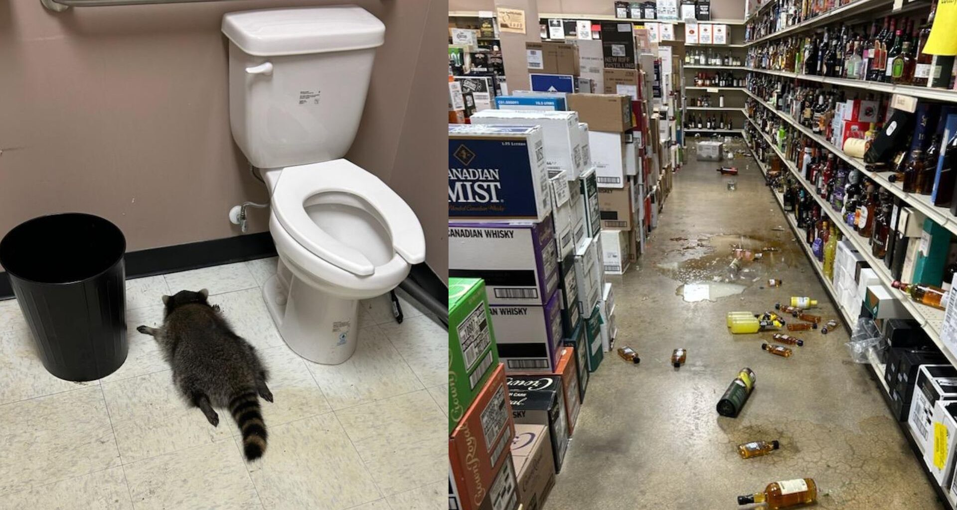 un raton a vandalizat un magazin cu băuturi alcoolice, apoi a adormit beat în baie
