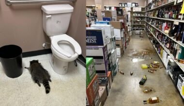 un raton a vandalizat un magazin cu băuturi alcoolice, apoi a adormit beat în baie