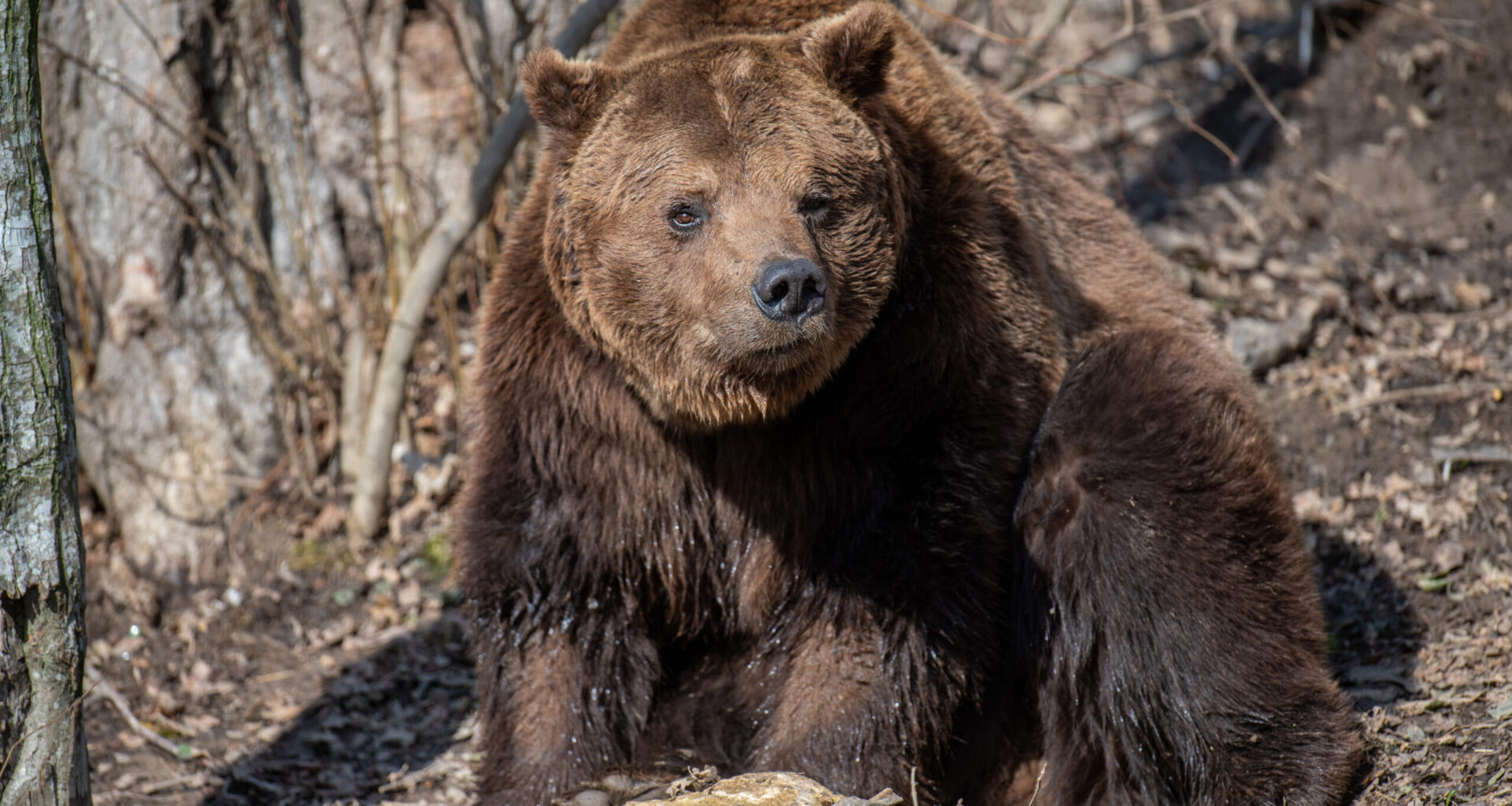 Coreea de Sud are o practică neobișnuită. Crește urșii în ferme pentru a le recolta bila