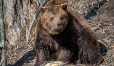 Coreea de Sud are o practică neobișnuită. Crește urșii în ferme pentru a le recolta bila