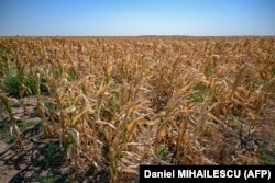 Câmp cu cereale lângă Urziceni, iulie 2024.