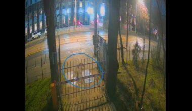 Trei vulpi, surprinse în centrul Bucureștiului. Specialiștii explică apariţia acestora în mediul urban