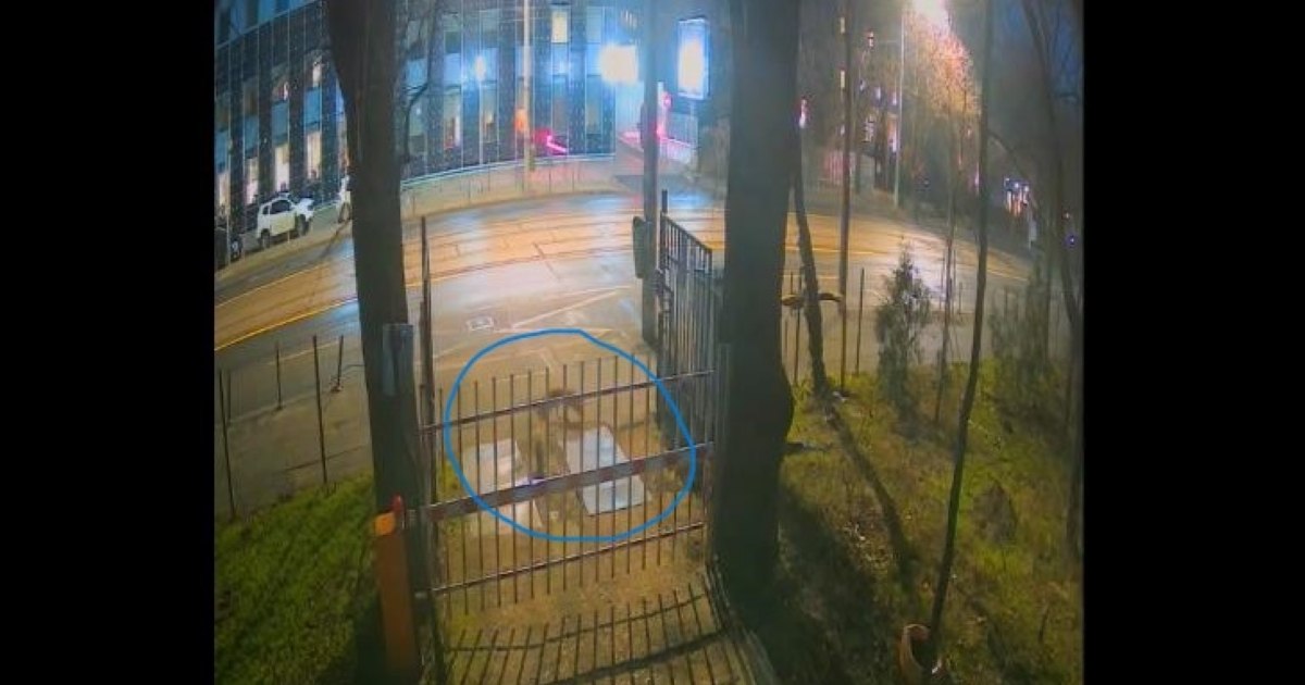 Trei vulpi, surprinse în centrul Bucureștiului. Specialiștii explică apariţia acestora în mediul urban