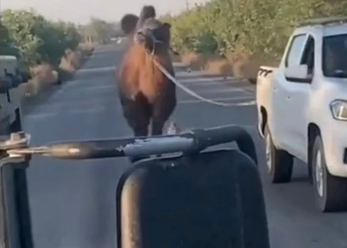 Cîmilă abandonată de forțele ruse în Ucraina/FOTO:X