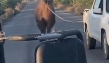 Cele mai nebunești arme din arsenalul de diversiune al armatei lui Putin: de la tancuri arici și soldați gonflabili, la cămile și cai