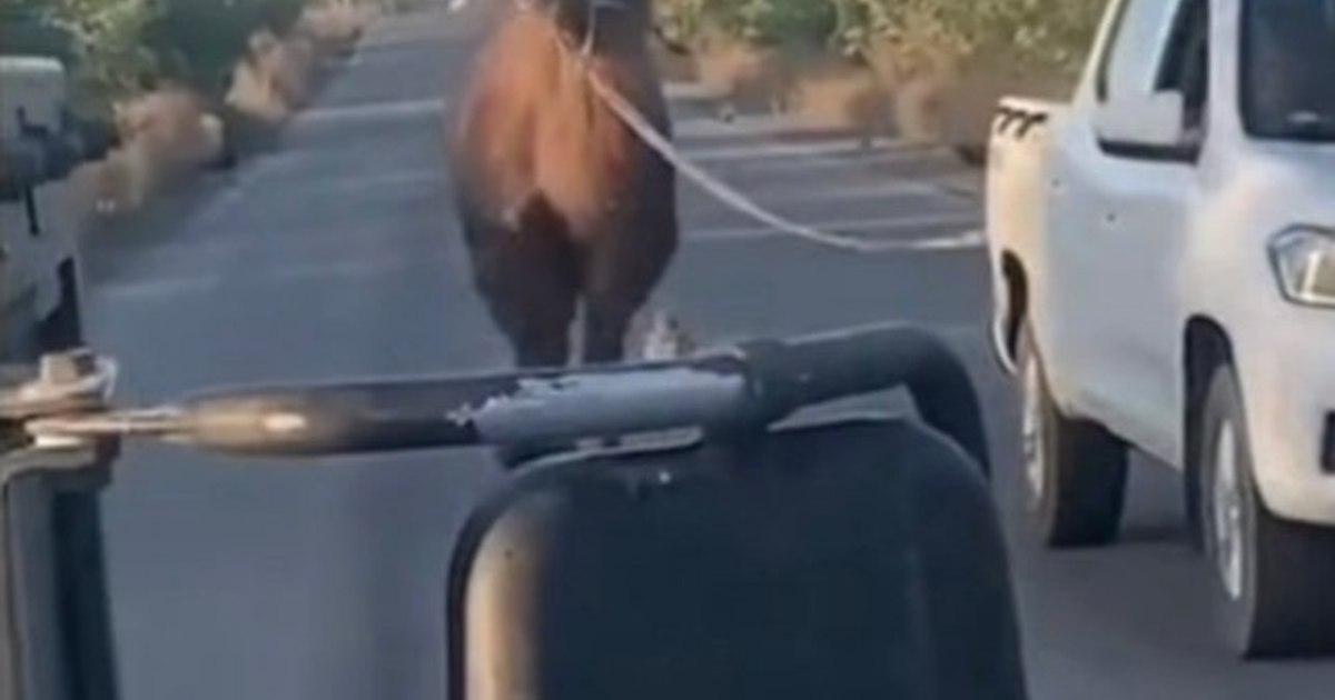 Cele mai nebunești arme din arsenalul de diversiune al armatei lui Putin: de la tancuri arici și soldați gonflabili, la cămile și cai