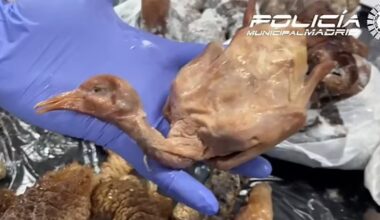 Un restaurant chinezesc a fost închis: porumbei morți erau serviți drept „rață la cuptor”