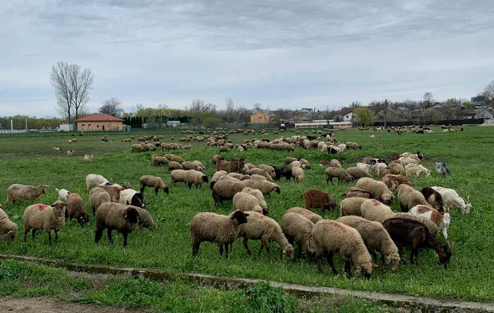 Localitățile în care sătenii mai cresc animale au rămas puține FOTO: arhiva personala M. Stângaciu