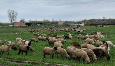 Categoria profesională rămasă fără jumătate din venituri. „I-am spus tehnicianului că nu-i mai pot da 7.000 lei”