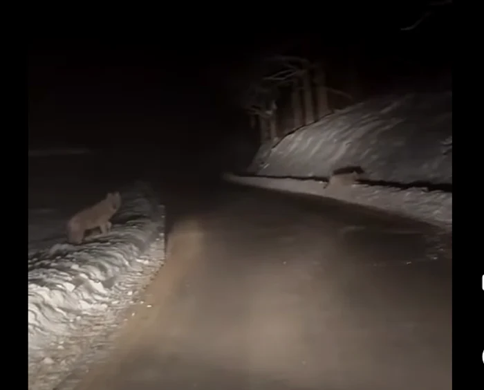 Fiarele par familiarizate cu mașinile. FOTO Captură video Dumitras TV