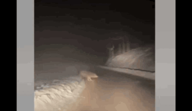 Imagini cu o haită de lupi care a ieșit din pădure în fața unei mașini. Unul dintre animale i-a dat fiori șoferului