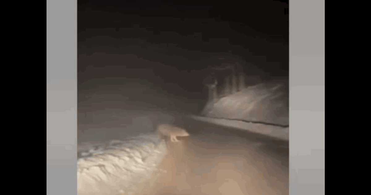 Imagini cu o haită de lupi care a ieșit din pădure în fața unei mașini. Unul dintre animale i-a dat fiori șoferului