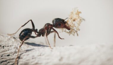 Insecta periculoasă care amenință Europa și ar putea ajunge și în România: provoacă durere, iritații și șoc anafilactic