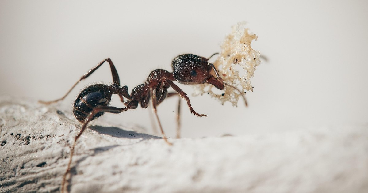 Insecta periculoasă care amenință Europa și ar putea ajunge și în România: provoacă durere, iritații și șoc anafilactic