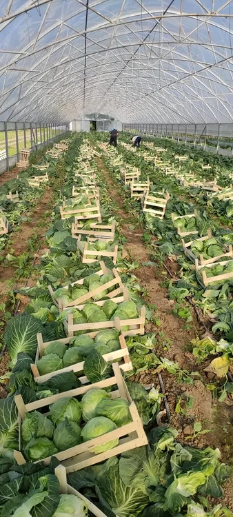 Zeci de producători din Olt și Buzău livrează către magazinele mari FOTO: Mihai Chesnoiu