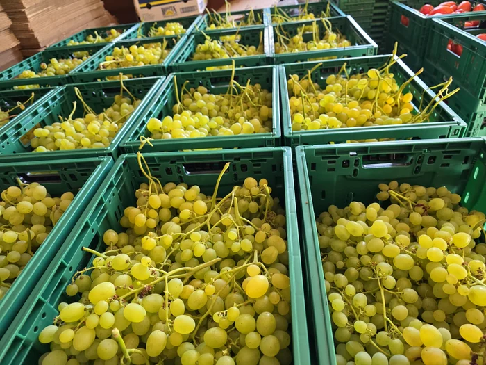 Zeci de producători din Olt și Buzău livrează către magazinele mari FOTO: Mihai Chesnoiu