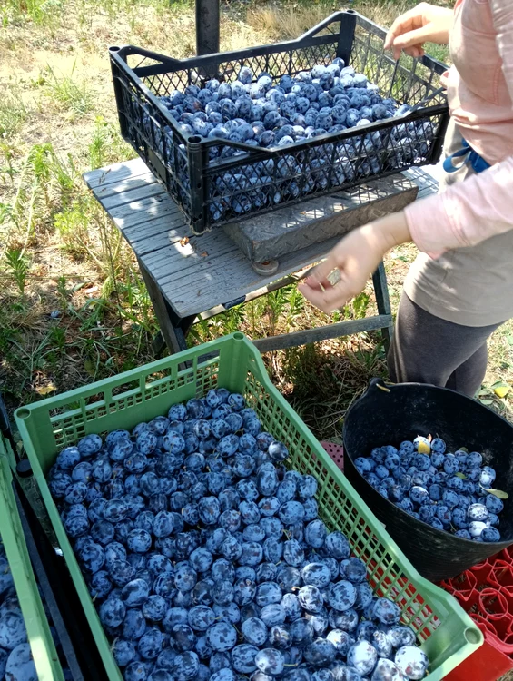 Producătorii își doresc să vândă către consumatori prin magazine proprii FOTO: Mihai Chesnoiu