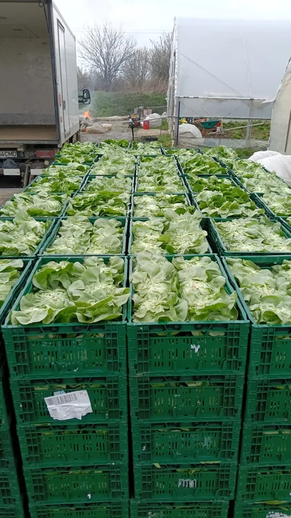 Zeci de producători din Olt și Buzău livrează către magazinele mari FOTO: Mihai Chesnoiu