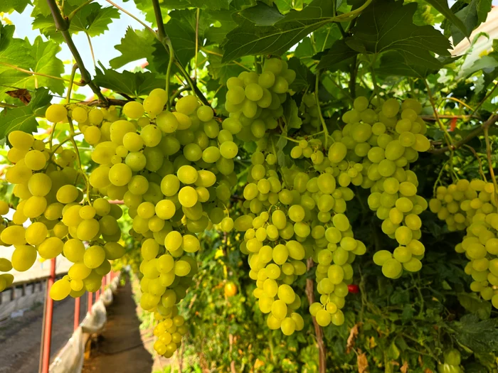 Producătorii își doresc să vândă către consumatori prin magazine proprii FOTO: Mihai Chesnoiu