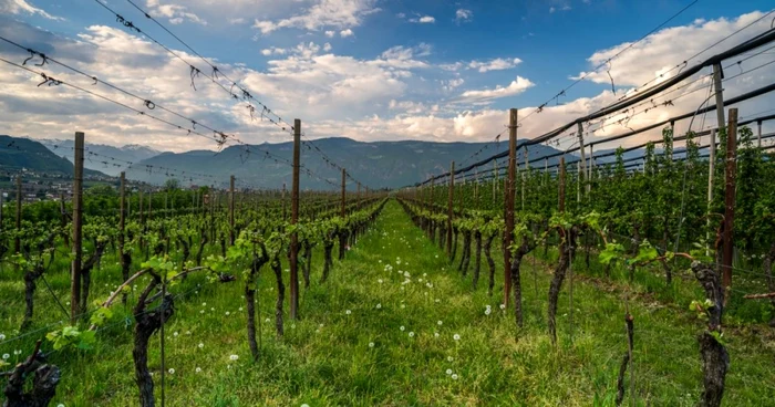 Cazul a fost preluat ulterior de parchet. FOTO: Shutterstock