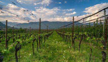 Un muncitor român a murit în Germania, după ce a zăcut două zile inconștient. Nimeni nu a intervenit să îl ajute