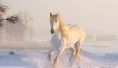 Anul „Calului de foc” începe pe 17 februarie 2026. Ce înseamnă asta pentru tine