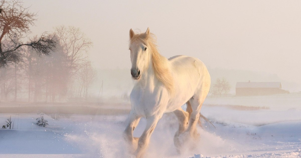 Anul „Calului de foc” începe pe 17 februarie 2026. Ce înseamnă asta pentru tine