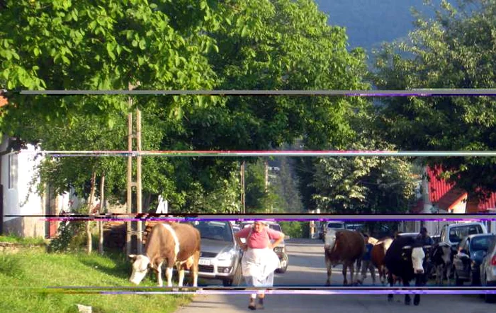 Localitatea are 166 de locuitori. FOTO Cristian Franț